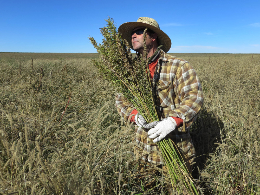 Hemp chef Derek Cross helps harvest hemp during the first known harvest of the plant in more than 60 years, in Springfield, Colo., in October. The federal farm bill agreement reverses decades of prohibition for hemp cultivation.