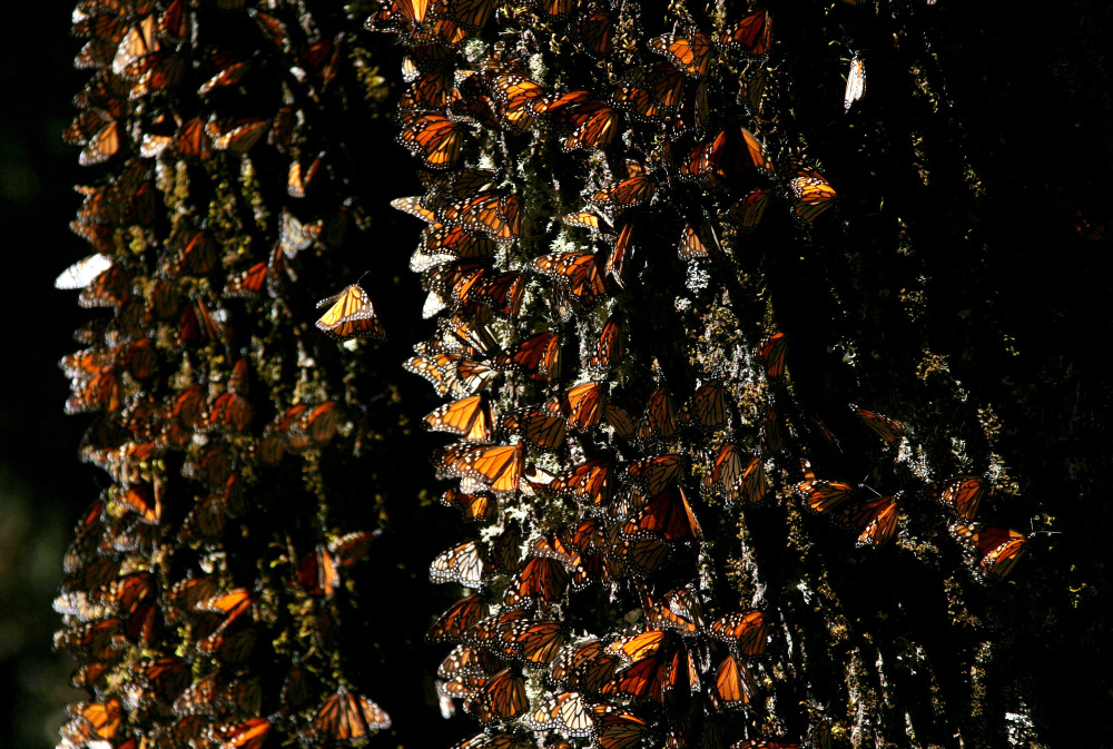 Monarch butterflies gather on a tree at the El Rosario Butterfly Sanctuary near Angangueo, Mexico. Extreme weather – extreme cold snaps, unusually heavy rains or droughts in Canada, the United States and Mexico – have apparently contributed to the butterfly’s decline.