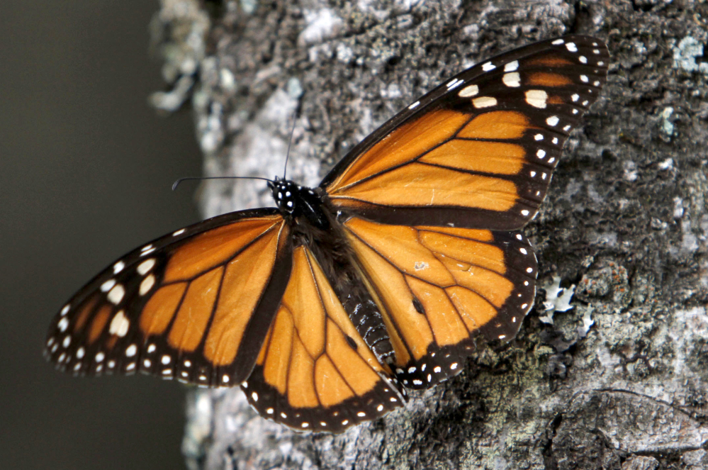 A Monarch butterfly perches on a tree at the Sierra Chincua Sanctuary in the mountains of Mexico’s Michoacan state. A report blames the dramatic decline of the butterfly’s numbers on the loss of habitat in Mexico’s mountaintop forests and the massive displacement of its food source, the milkweed plant, in the U.S.
