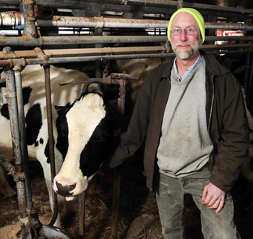 Tim Leary stands with some of the 45 dairy cows in the “small potatoes” herd he keeps at his farm in Saco. He is one of 70 independent Maine dairy farmers providing milk to Oakhurst Dairy.
