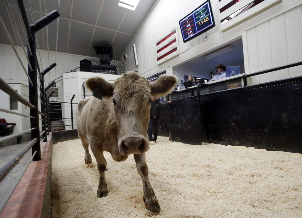 A calf is presented at an auction this month at the 101 Livestock Market in Aromas, Calif. California’s worsening drought is forcing many ranchers to sell their livestock because their pastures are too dry to feed them and it’s getting too expensive to buy hay and other supplemental feed.