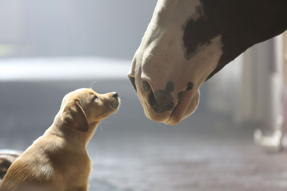 This undated frame grab provided by Anheuser-Busch shows the company’s 2014 Super Bowl commercial entitled “Puppy Love.” The ad will run in the fourth quarter of the game.
