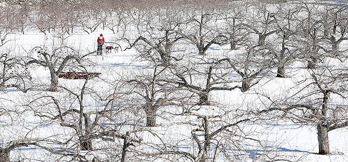 Josh Quist of Caribou is seen through apple trees as he competes in the four-dog speed class on Sunday at Five Fields Farm in Bridgton. The course, one of a handful in Maine, is technically challenging with “a lot of twists and turns,” said race marshal George Miller of Hampden.