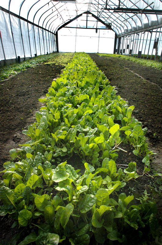 Swiss Chard grows along side other winter vegetables in a heated greenhouse at Laughing Stock Farm in Freeport in 2004. Congress gave final approval Tuesday to a sweeping overhaul of federal farm and nutrition policies, ending nearly four years of negotiations between Democrats and Republicans.
