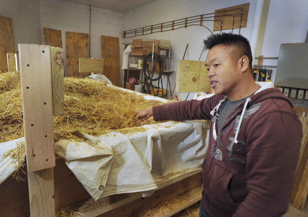 Bountiful Mushrooms Farm co-owner Khanh Le explains the process of converting wheat straw into a medium in which to grow oyster mushrooms: The straw is chopped up, soaked in water and then dried and pasteurized before adding the mushroom spawn.