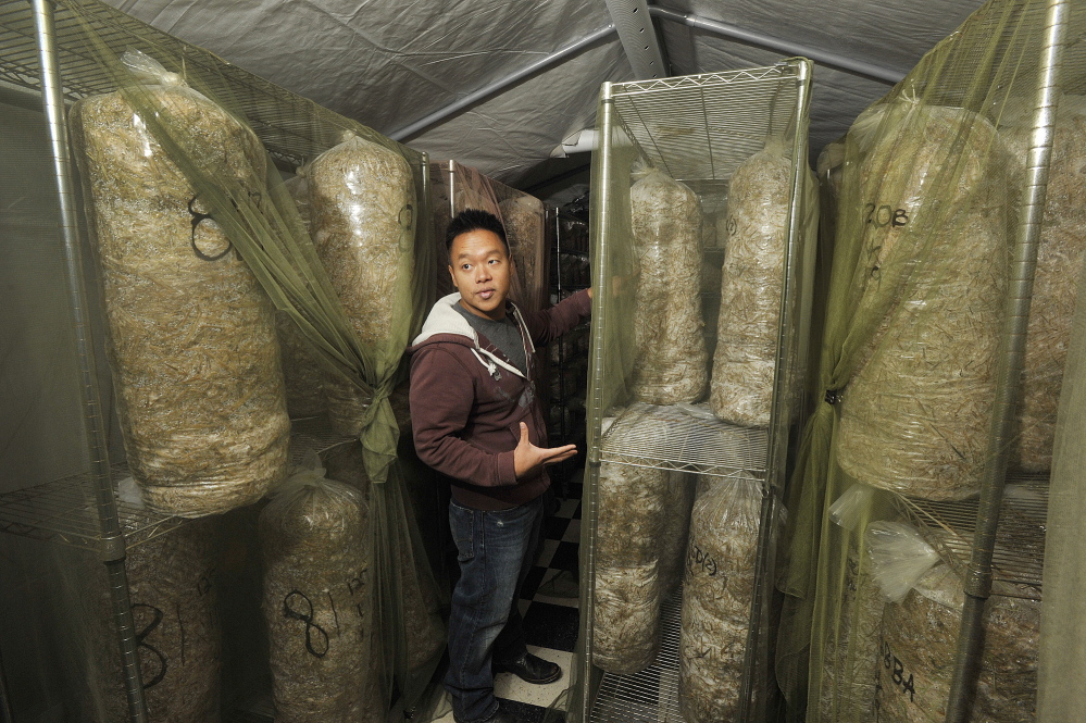 Bountiful Mushrooms Farm co-owner Khanh Le shows the space where the farm’s mushrooms are incubated.