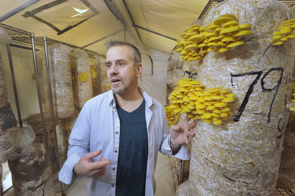 Bountiful Mushrooms Farm’s Scott Payson shows some golden oyster mushrooms growing in a warm and humid tent at the facility. Tuesday, January, 21, 2014. John Ewing/staff Photographer.