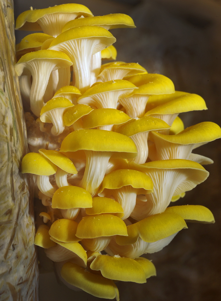 A cluster of golden oyster mushrooms grows at Bountiful Mushrooms Farm in Portland.