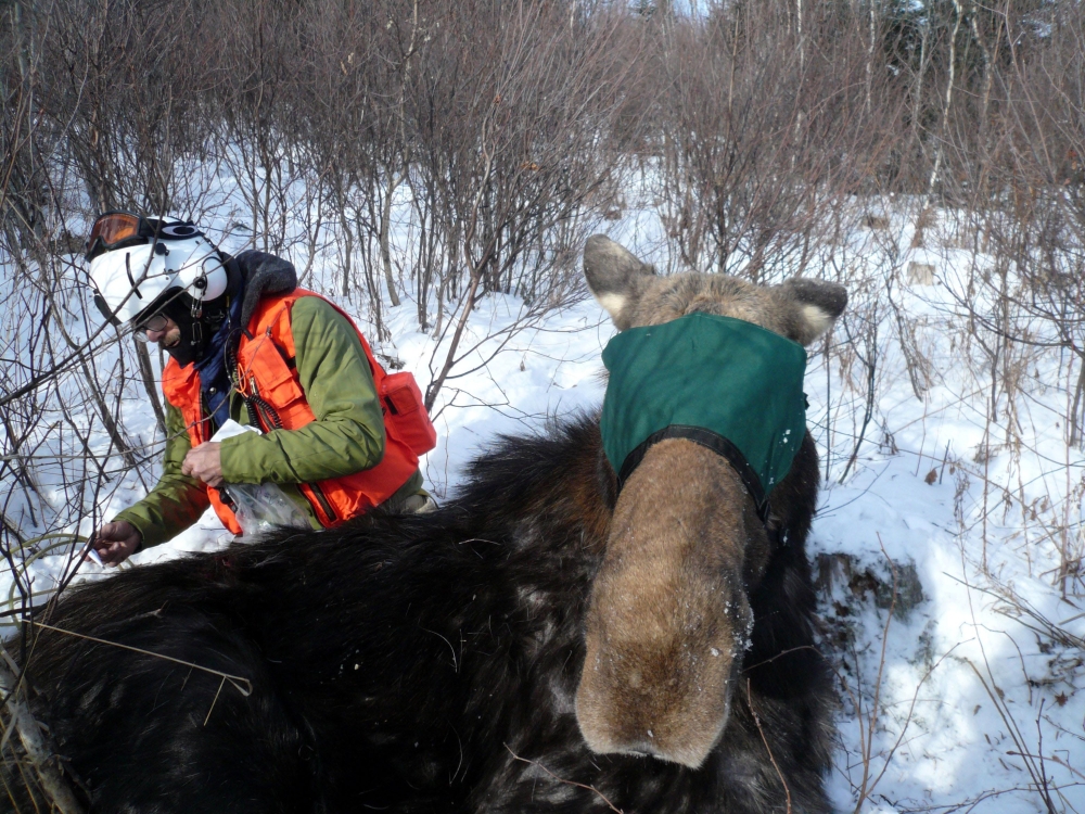 A moose in New Hampshire is examined and has a tracking collar put on. Researchers studying the declining moose population say some of the animals being tracked are thinner than they should be for this time of year.