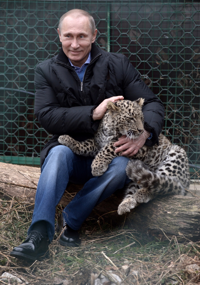 Russian President Vladimir Putin pets a leopard cub at the leopard sanctuary in the Russian Black Sea resort of Sochi Tuesday.