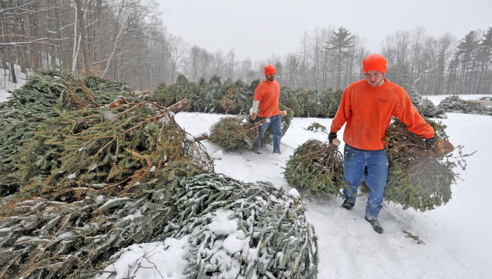 Staff photo by Michael G. Seamans TRAILBLAZER: A work crew from the Kennebec County jail set up the maze of old Christmas trees at Quarry Road Recreational Area on Wednesday in Waterville. The work release crew helped the Waterville Parks and Recreation Department helped prepare Quarry Road for the annual Winter Carnival schedule for this weekend.