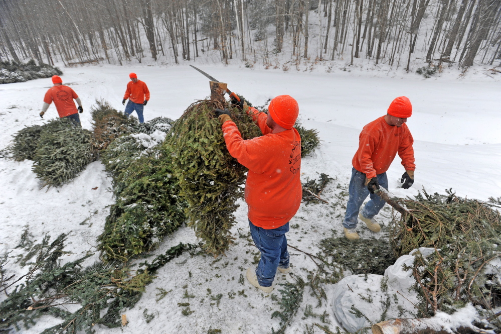 Staff photo by Michael G. Seamans TRAILBLAZER: A work crew from the Kennebec County jail set up the maze of old Christmas trees at Quarry Road Recreational Area on Wednesday in Waterville. The work release crew helped the Waterville Parks and Recreation Department helped prepare Quarry Road for the annual Winter Carnival schedule for this weekend.