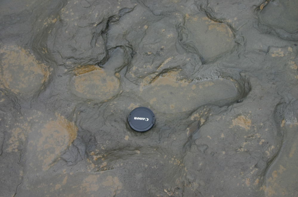 This undated photo issued by the British Museum on Friday shows some of the human footprints, thought to be more than 800,000 years old, found in silt on the beach at Happisburgh on the Norfolk coast of England, A camera lens cap is laid beside them to indicate scale.