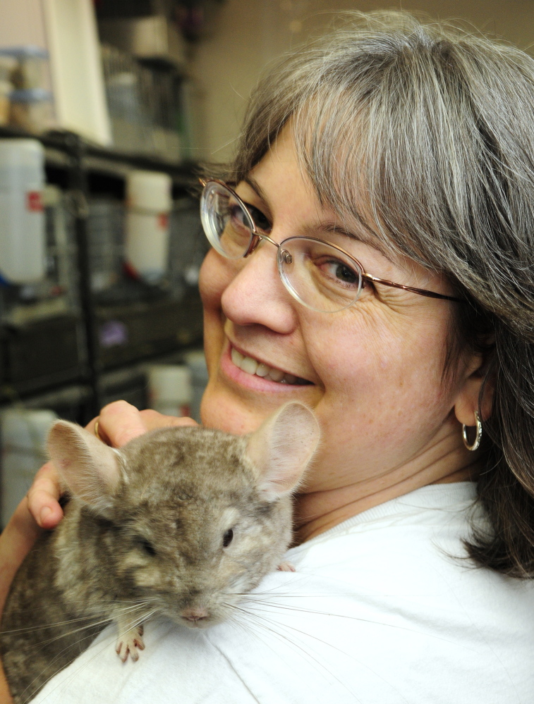 Rescued: Marianne Sansouci poses with one of her chinchillas on Friday at her Augusta home.