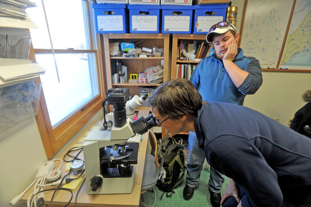 TARDIGRADES: Professor Emma Creaser peers through a microscope at a tardigrade Thursday while in her office as Ben Sawtelle, 19, watches at Unity College.