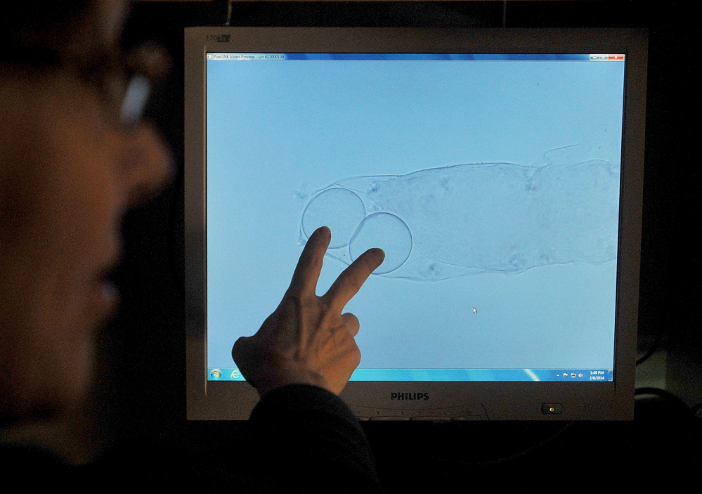 TARDIGRADES: Professor Emma Creaser points to a microscope monitor showing a tardigrade shedding its skin with two eggs under a microscope Thursday at Unity College. The tardigrade naturally leaves the eggs behind in the skin to be hatched.