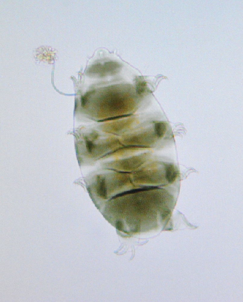 TARDIGRADES: This tardigrade, seen Thursday at Unity College, is equipped with an armor shell and green tint from its herbivore diet.