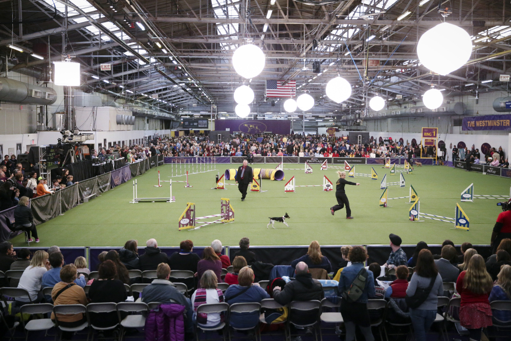 Spectators watch as Abbie, a rat terrier, and her handler Gayle Capen navigate the jumpers course during the Masters Agility Championship at Westminster staged at Pier 94, Saturday, in New York.