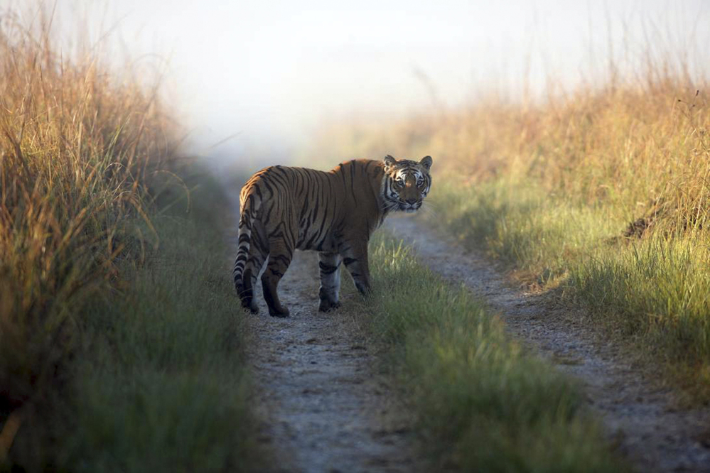 This undated photo shows a tiger at the Corbett Tiger Reserve in the northern Indian state of Uttarakhand. India’s wild tigers are considered endangered because of rampant poaching and shrinking habitat.