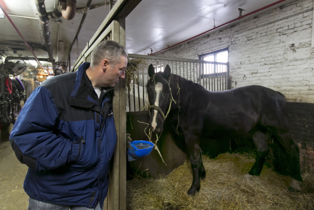 Carriage horse owner Stephen Malone looks in on Tucker in his stall at New York’s Clinton Stables, the largest of the city’s barns. The stables have no outdoor areas, so the horses must spend all of each day either in their stalls or in harness on the street.