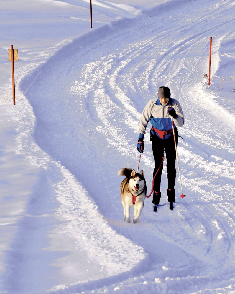 TEAMWORK: Jim Love and his Siberian huskie named Nakita get some exercise and fresh air on a trail in Pittsfield recently. The two are skijoring, a Norwegian sport in which a dog is tethered to skier and the pair work together. “We go out regularly on these trails,” Love said. “She likes to run and keep the momentum and I like to ski.”