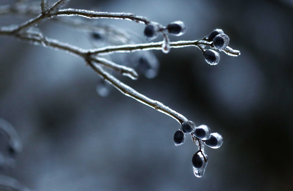 A branch with small berries on it in Kennebunk is coated in ice Friday morning after the snow on Thursday changed to freezing rain overnight. On tap for Saturday? More snow.