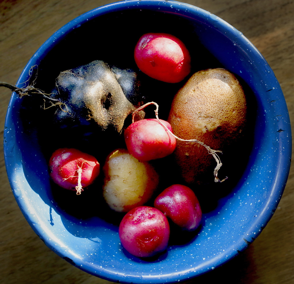 These are just a few of the 300 varieties of potatoes that Will Bonsall has stored in the root cellar on his Industry farm. His work preserves the sustainability and genetic diversity of potatoes and other plants for future generations.