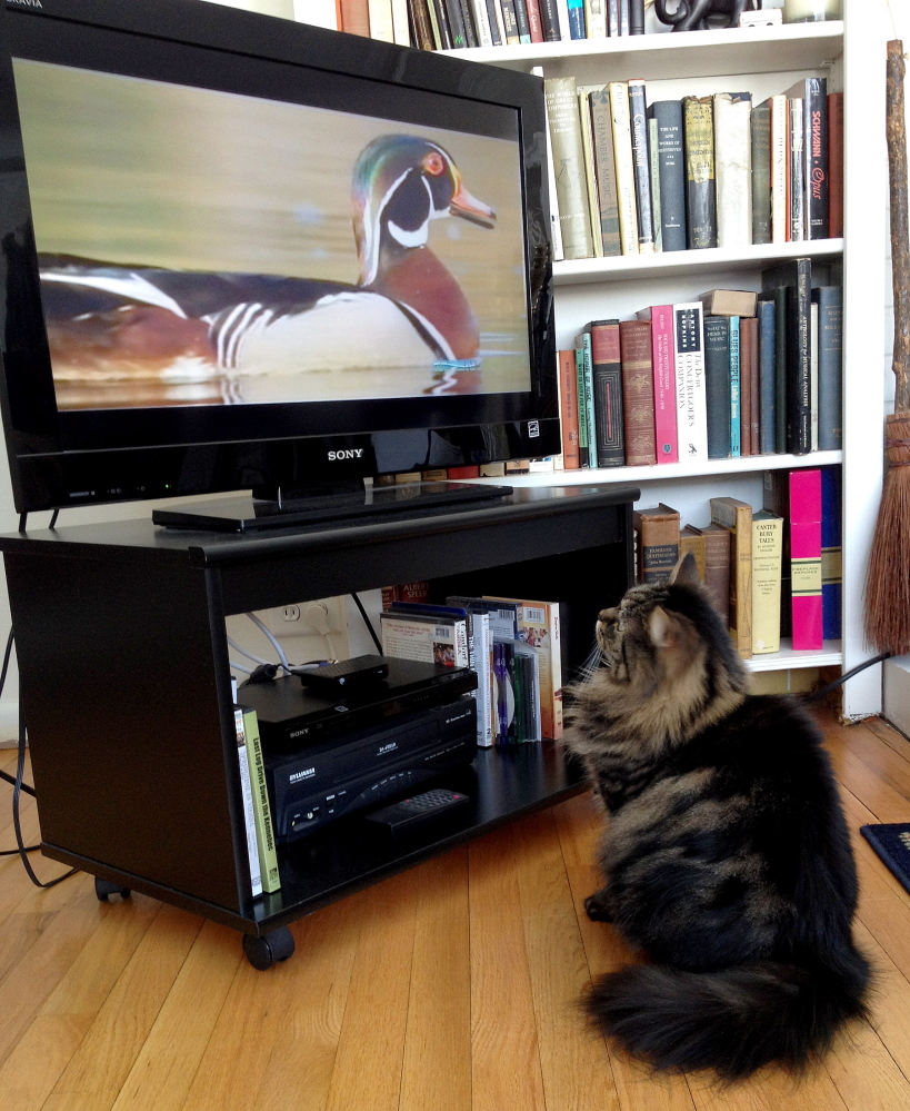 Cat-CHING some TV: Amy Calder’s cat Bitsy enjoys watching television, such as this documentary on ducks.