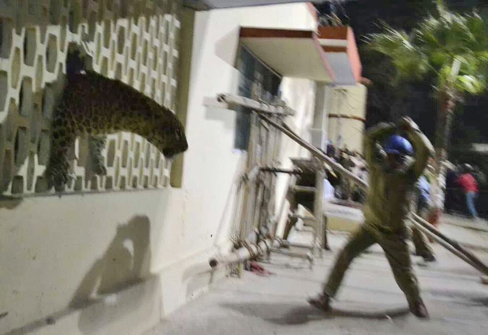 In this cellphone photo, a policeman tries to charge a leopard with a stick that was spotted at a hospital in Meerut, India.