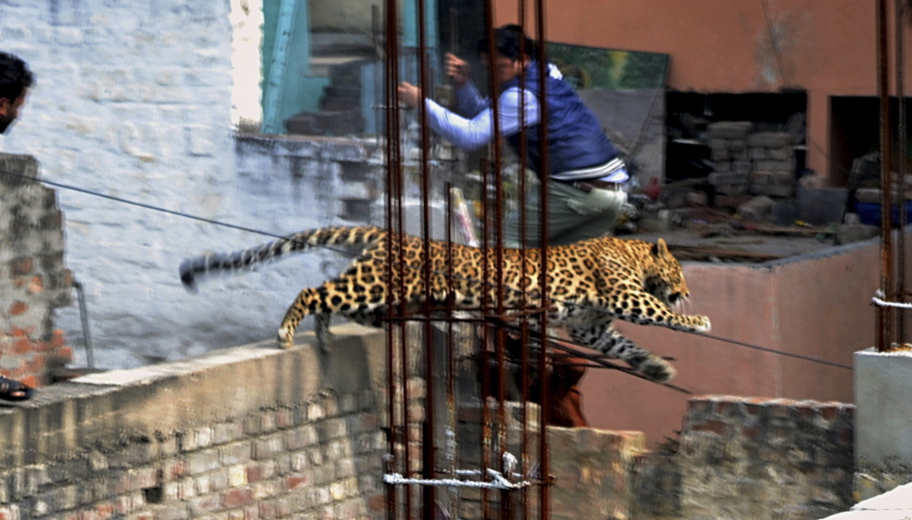 A man moves out of the way of a leopard in the northern Indian city of Meerut, India, on Sunday. At one point, forestry officials closed in on the leopard in a warehouse, but it leaped through a concrete grill, breaking it and escaping.