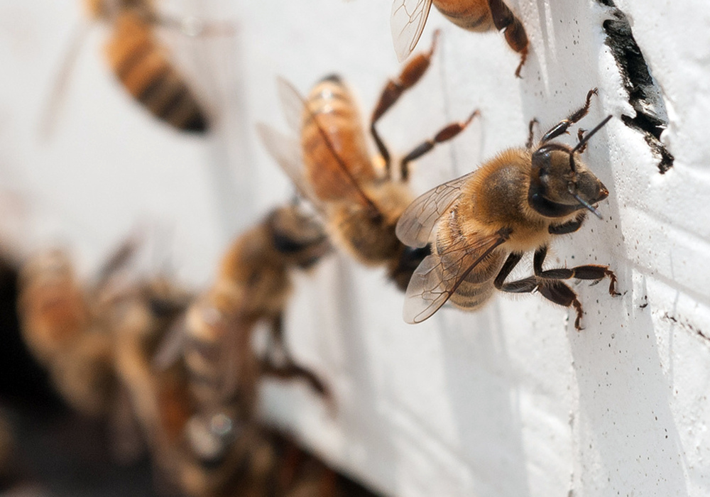Honeybees with “saddlebags” of pollen attached to their hind legs return to an apiary in this photo provided by the U.S. Department of Agriculture.