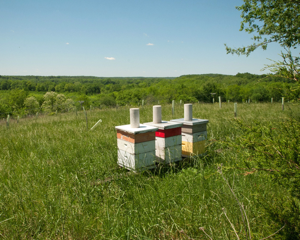 Three of 80 beehives on Brookview Farm in Manakin-Sabot, Va.. The USDA hopes to help honeybees in five states where 65 percent of the nation’s estimated 30,000 commercial beekeepers bring hives for at least part of the year.
