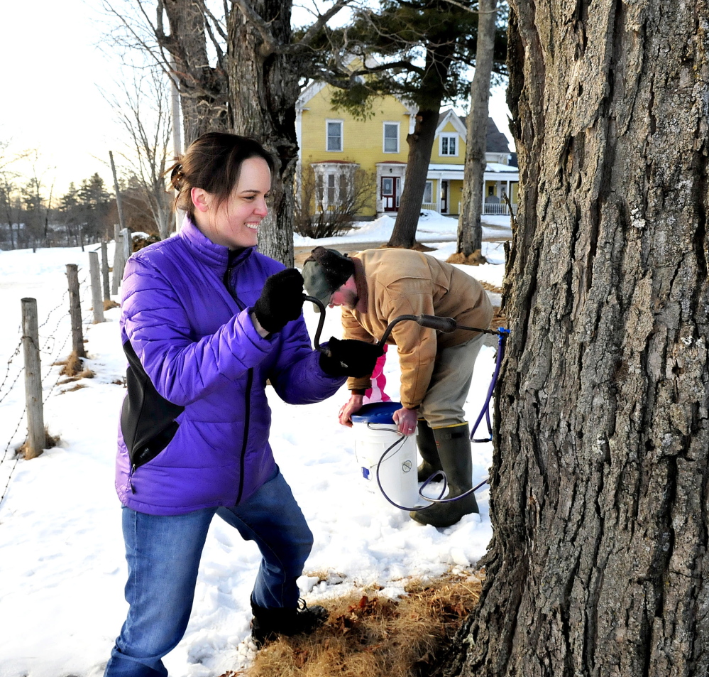 SPRING DRILL: Sherry Brown drills into a maple tree as her husband Xandy covers a bucket while tapping trees for sap at LongMeadow farm in Benton late Sunday. Xandy said it’s still early for sap and only a small amount ran over the weekend. Sherry added, “We are defying this winter.”