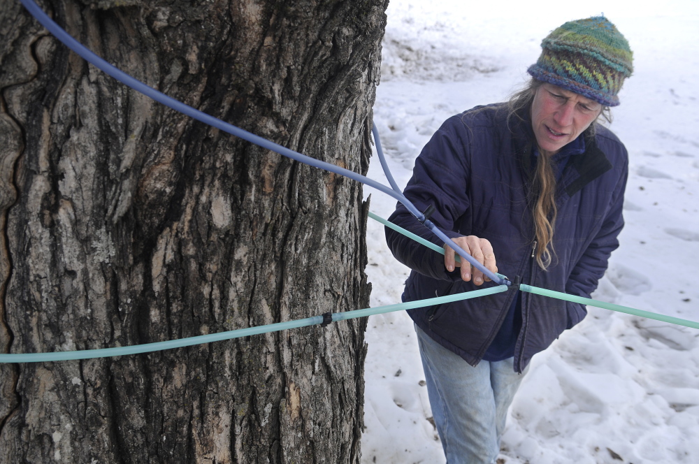 Jan Goranson inspects a frozen sap line Monday, March 3, 2014 at her family’s Dresden farm. Unyielding cold weather is yet to let the sap run from maples across Maine, delaying the start of sugar season. Producers are confident the sap will start running by the end of the month. Goranson Farm evaporates sap in a sugar house and sells syrup.