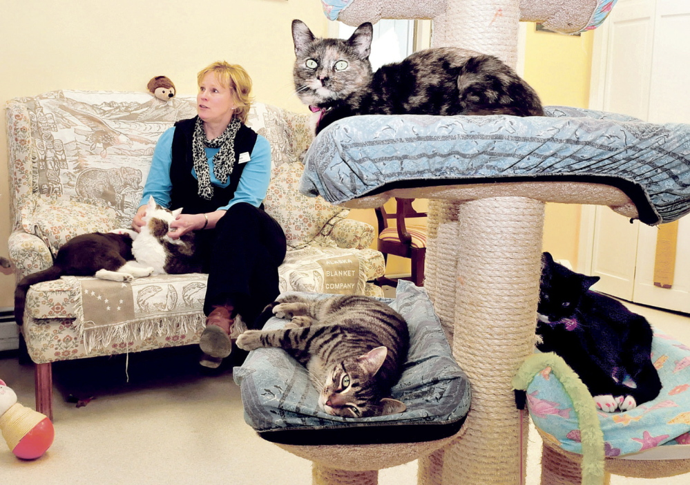 PLENTY OF CHOICES: Heidi Jordan, executive director of the Franklin County Animal Shelter, surrounded by cats Tuesday, speaks about the Empty the Shelter event. From this Thursday through Saturday, cats and dogs are available free or for reduced adoption fees at the Industry Road shelter.