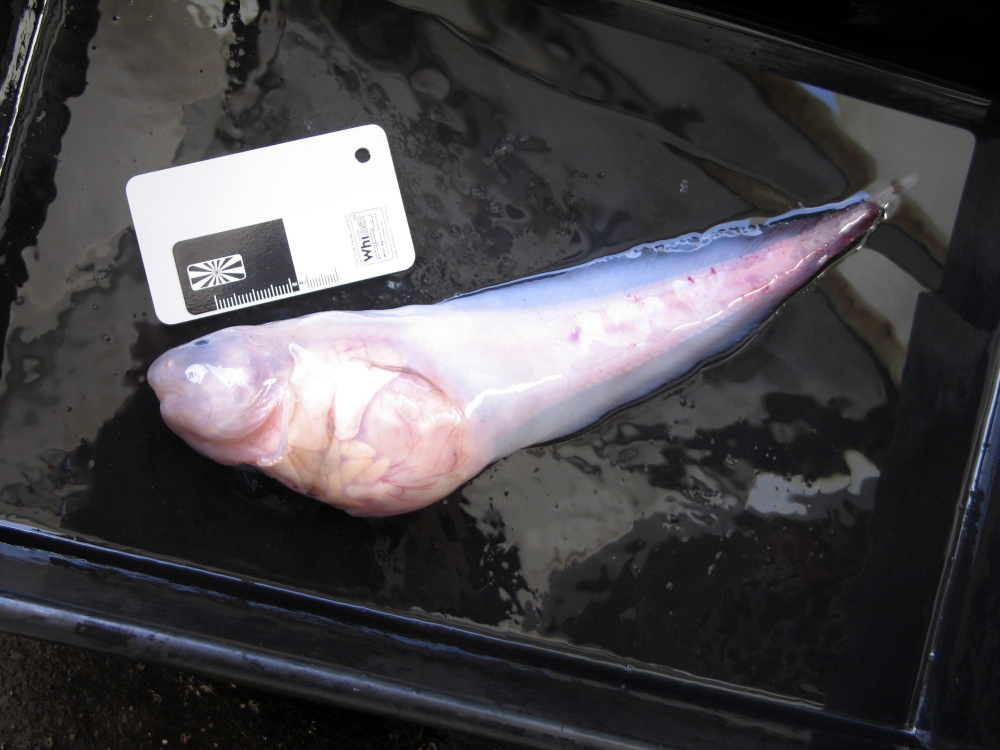 This photo taken in late 2011 and released by University of Aberdeen, shows a hadal snailfish that was caught in a trap at a depth of 7,000 meters in the Kermadec Trench near New Zealand.
