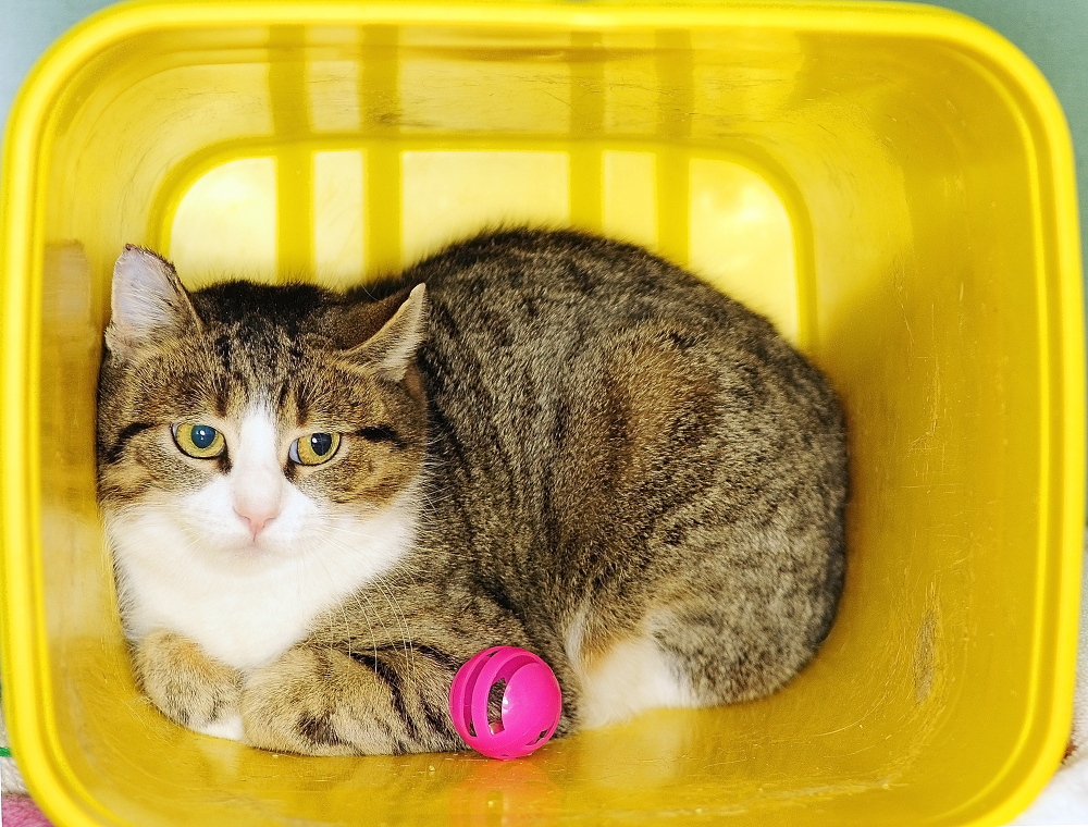 Banana, one of the cats in the Barn Buddies program, sits in a cage on Tuesday March 4, 2014 at Kennebec Valley Humane Society in Augusta.