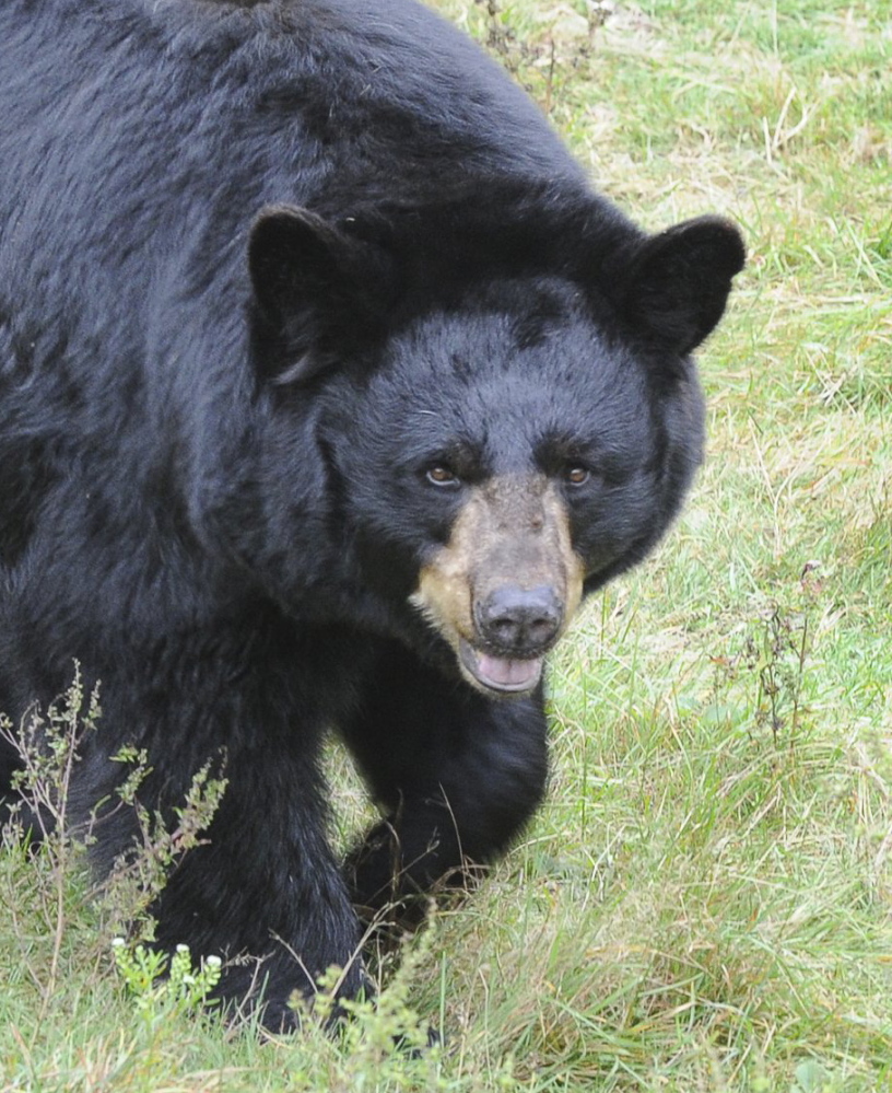 A referendum on Maine’s bear-hunting methods goes to the voters again this year.