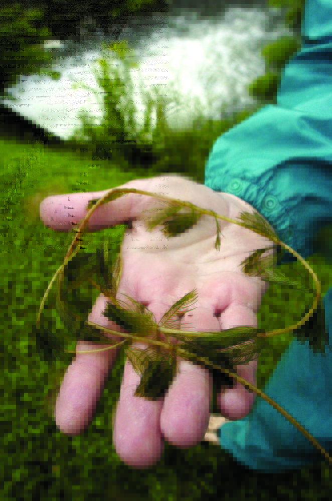 FOUND IN BELGRADE STREAM: A fragment of milfoil found below the dam of Salmon Lake in Belgrade Stream, background is shown in this file photo.