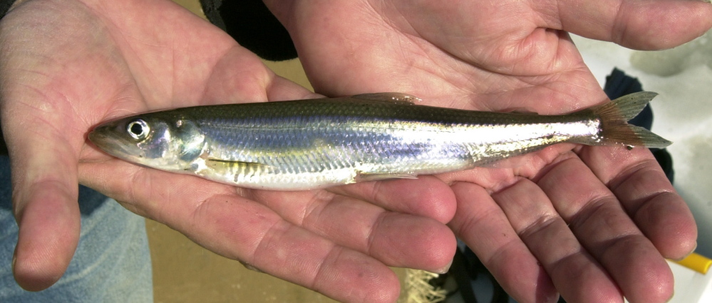 Smelt fishing is banned from Stonington to Kittery this spring during the spawning season.