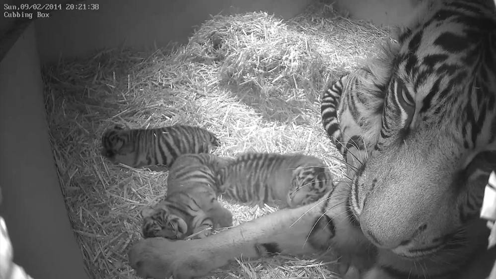 Sumatran tigress Melati is shown with her triplet cubs at the Zoological Society of London six days after their Feb. 3 births.
