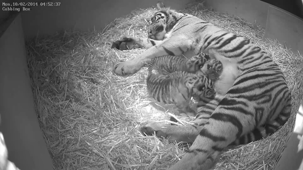 Sumatran tigress Melati is shown with her triplet cubs at the Zoological Society of London a week after their Feb. 3 births.