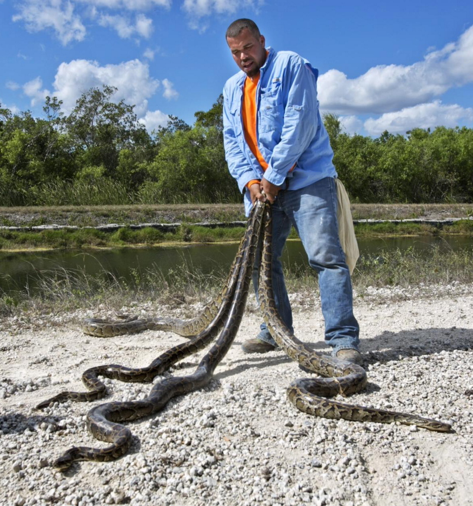 Ruben Ramirez displays pythons that he and his competition partner, George Brana, caught by hand during last year’s Python Challenge. A group called Florida Python Hunters, led by Ramirez, caught 18 snakes to win the challenge’s top prize, but up to 100,000 pythons are estimated to be living in the Florida Everglades.