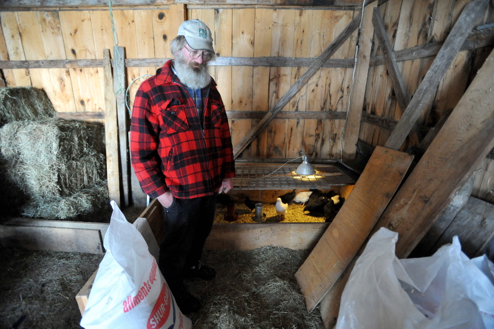 cluck work: Dan Charles stands in a section of his barn that houses his 8-week-old chicks at his home in Mercer on Friday.