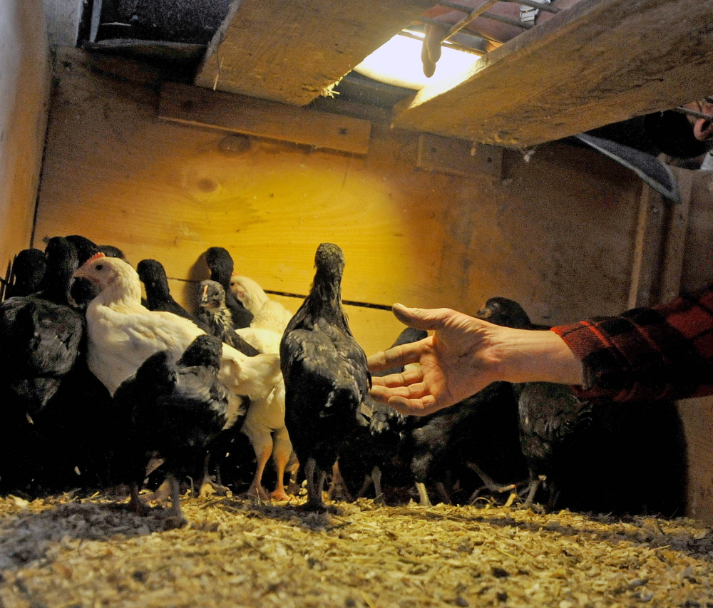 Bird in hand: Dan Charles reaches for an 8-week-old chick in a heated pen at his home in Mercer on Friday.