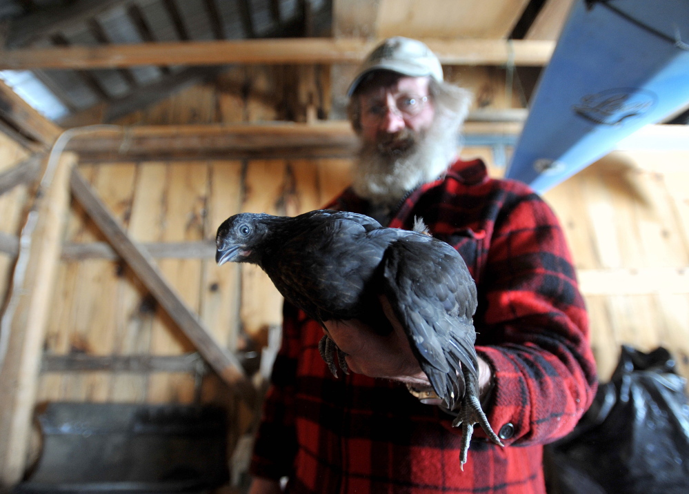 The way life should be: Dan Charles holds an 8-week-old chick at his home in Mercer on Friday. Charles recently received a box of 25 dead baby chicks in the mail after they arrived a day late.