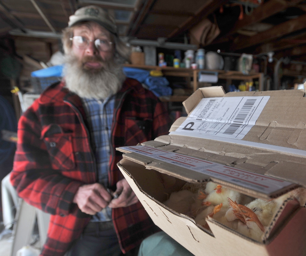 Too late: Dan Charles stands with a box of dead baby chicks on Friday that arrived a day late in the mail at his home in Mercer.