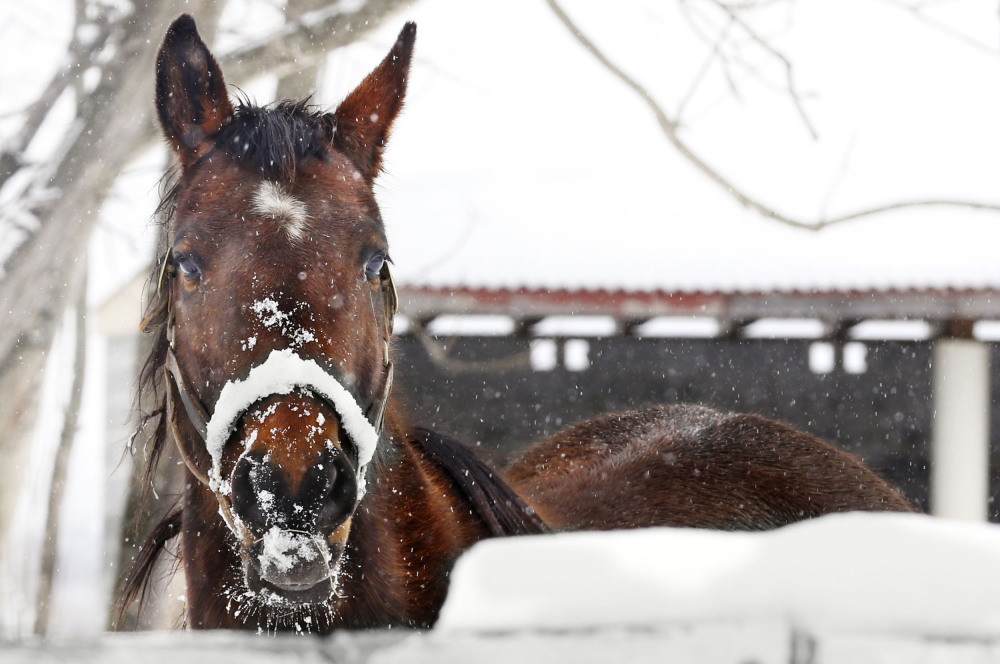 A horse looks across a fence during a snow storm, west of Berryville, Va., Monday March 17, 2014. The winter-weary faced another treacherous morning in parts of the Mid-Atlantic as snow and frigid weather blew in just days before the start of spring.