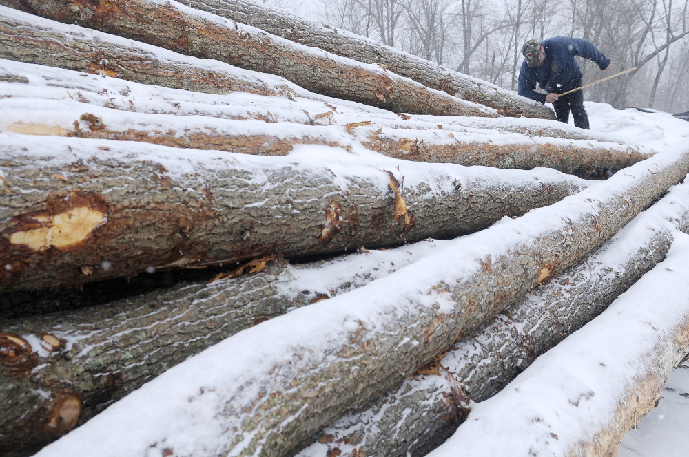 CLEAN CUT: Kevin Lemar climbs over a pile of hemlock Thursday that he cut and delivered to a customer in Randolph. The Belfast logger used a scale ruler to measure the logs, which will be used for a construction project.