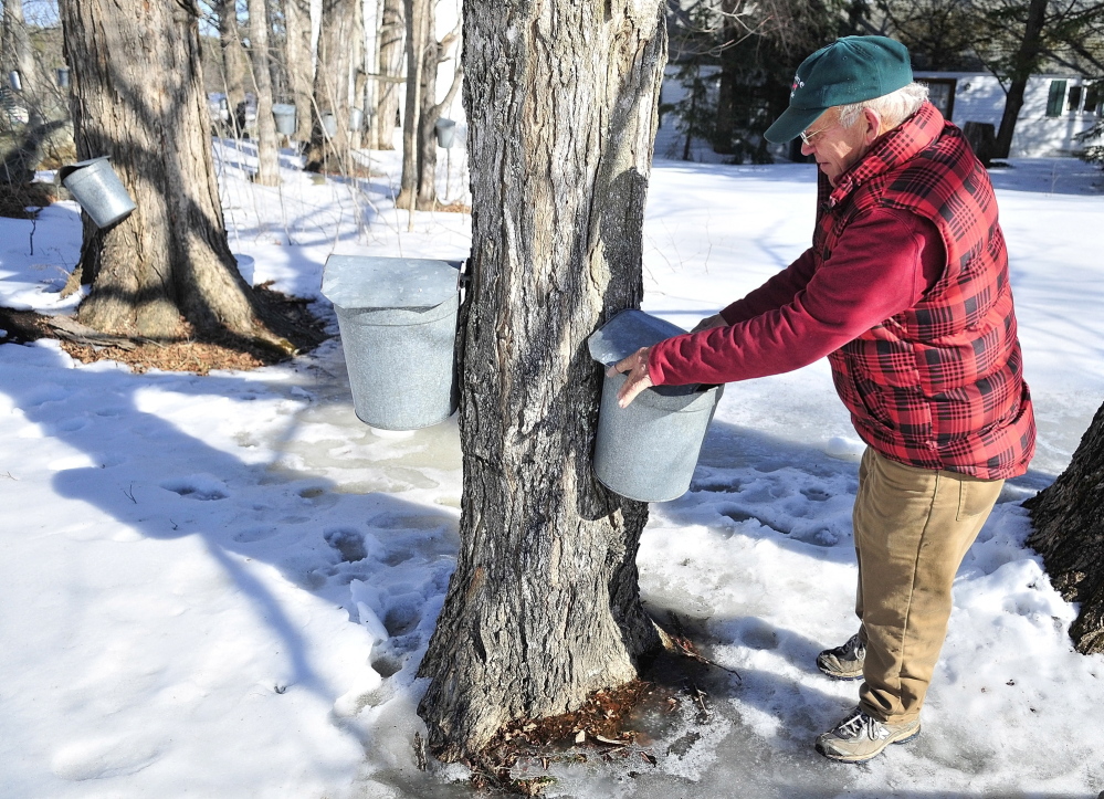tour: Owner Tim Chase looks at an empty sap bucket during a tour at Tim’s Sugar Shack on Tuesday in Whitefield.
